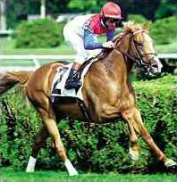 Allen Paulson Trust Stallion Hap Stands At Darby Dan Farm