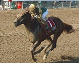 Listen Here Wins The Amsterdam