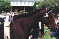 Lady Argyleâ€™s Best Daughter Queenie Belle At Santa Anita