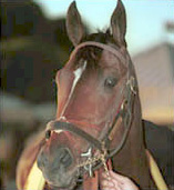2001 Laneâ€™s End Breedersâ€™ Futurity winner Siphonic