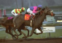 Summer Wind Dancer Wins!