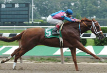 Galloping Grocer At Belmont Park