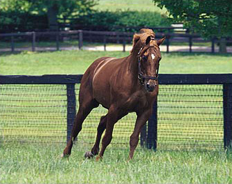 Claiborne Stallion Out of Place - Sire of Out of Gwedda