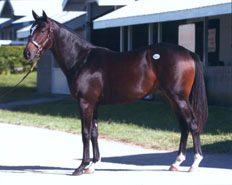 Rush Rush poses at the April  Keeneland Two-Year-Olds in Training Sale in 2005