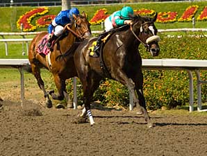 Zenyatta - Benoit Photo