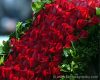 derby_wallpaper_roses.jpg