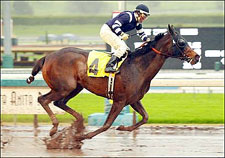 Fencelineneighbor San Gregornio Victory - Benoit
