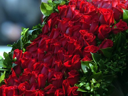 Blanket of Roses