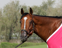 Regal Ransom - Godolphin Photo